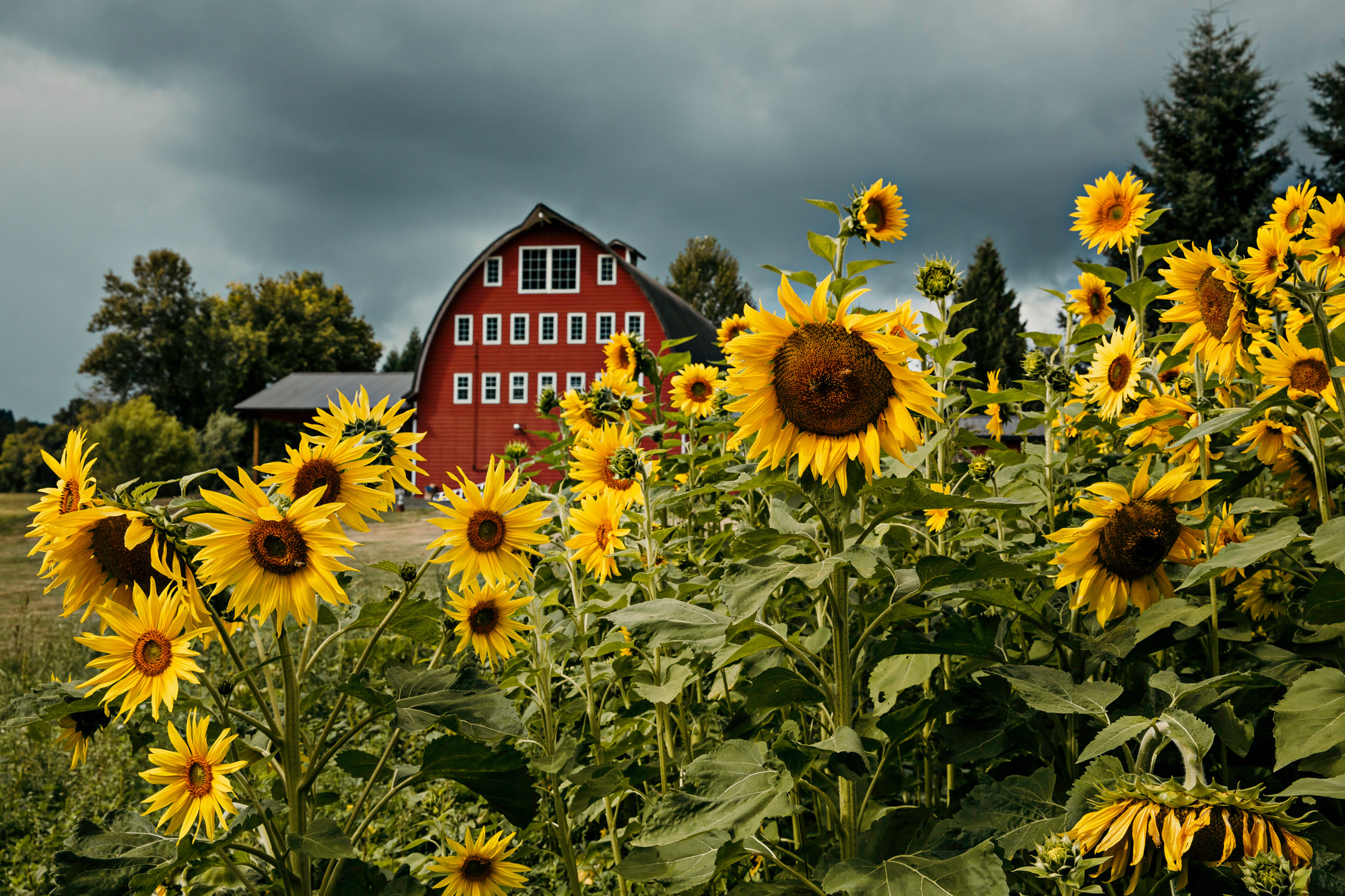 Red Barn Studios Chehalis WA wedding by James Thomas Long Photography