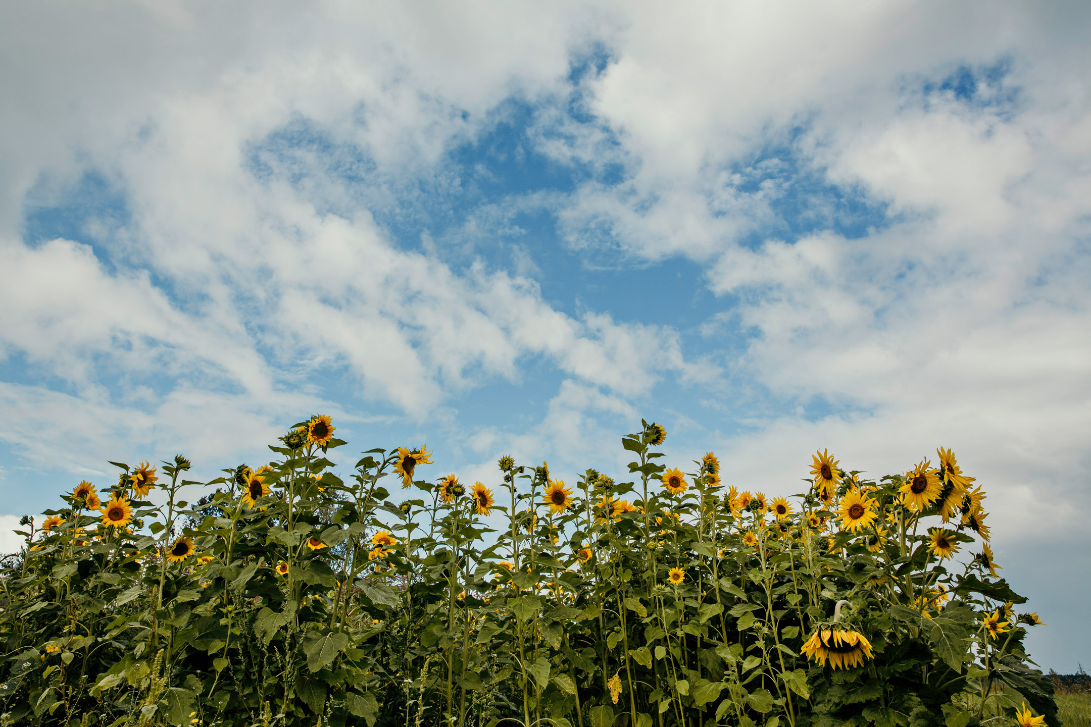 Red Barn Studios Chehalis WA wedding by James Thomas Long Photography