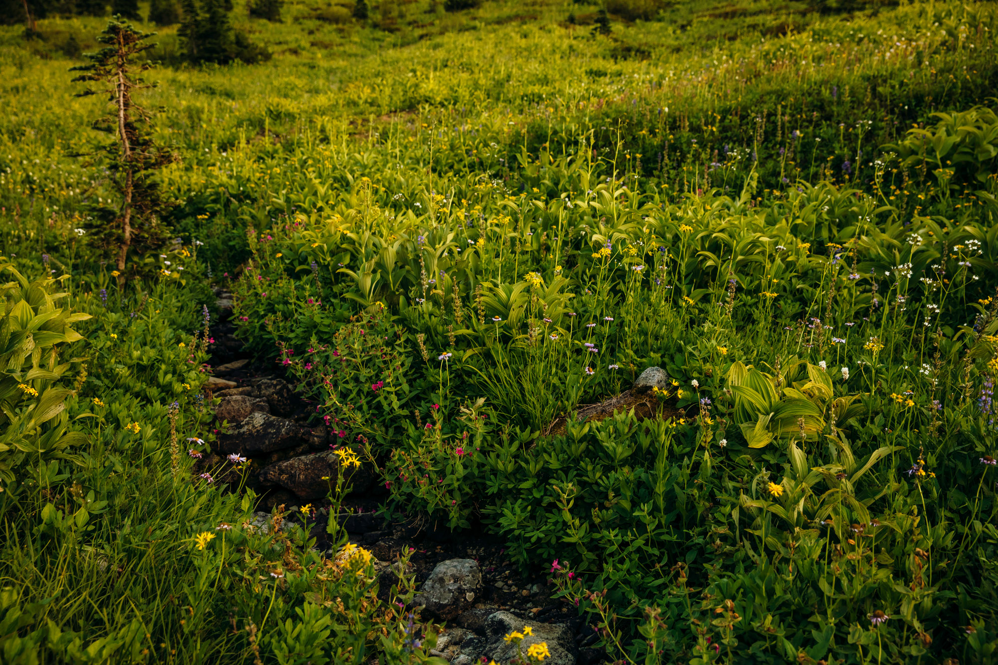 Mount Rainier maternity session by Snoqualmie maternity photographer James Thomas Long Photography