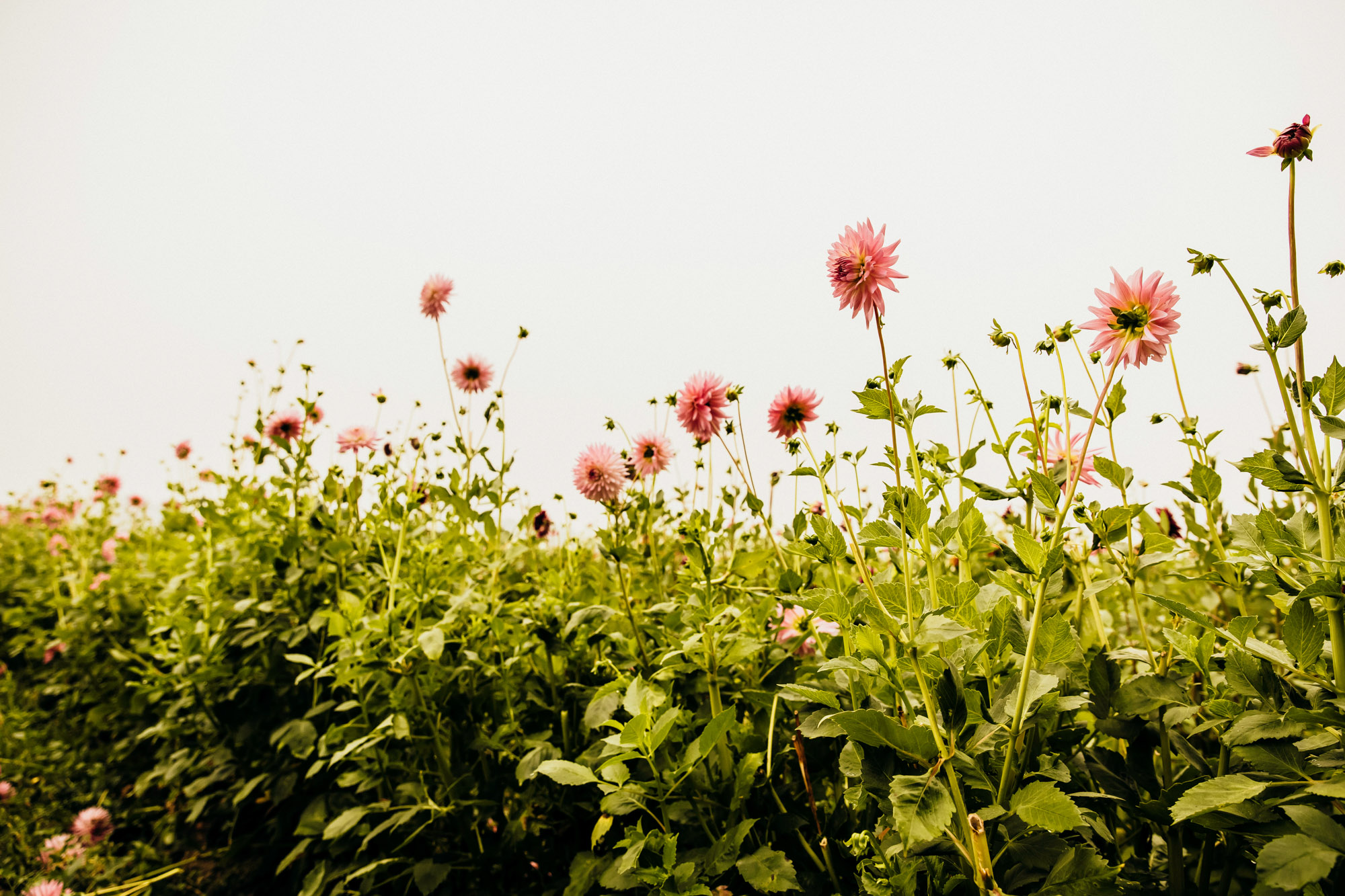 Woodland Meadow Farm Snohomish Wedding by James Thomas Long Photography