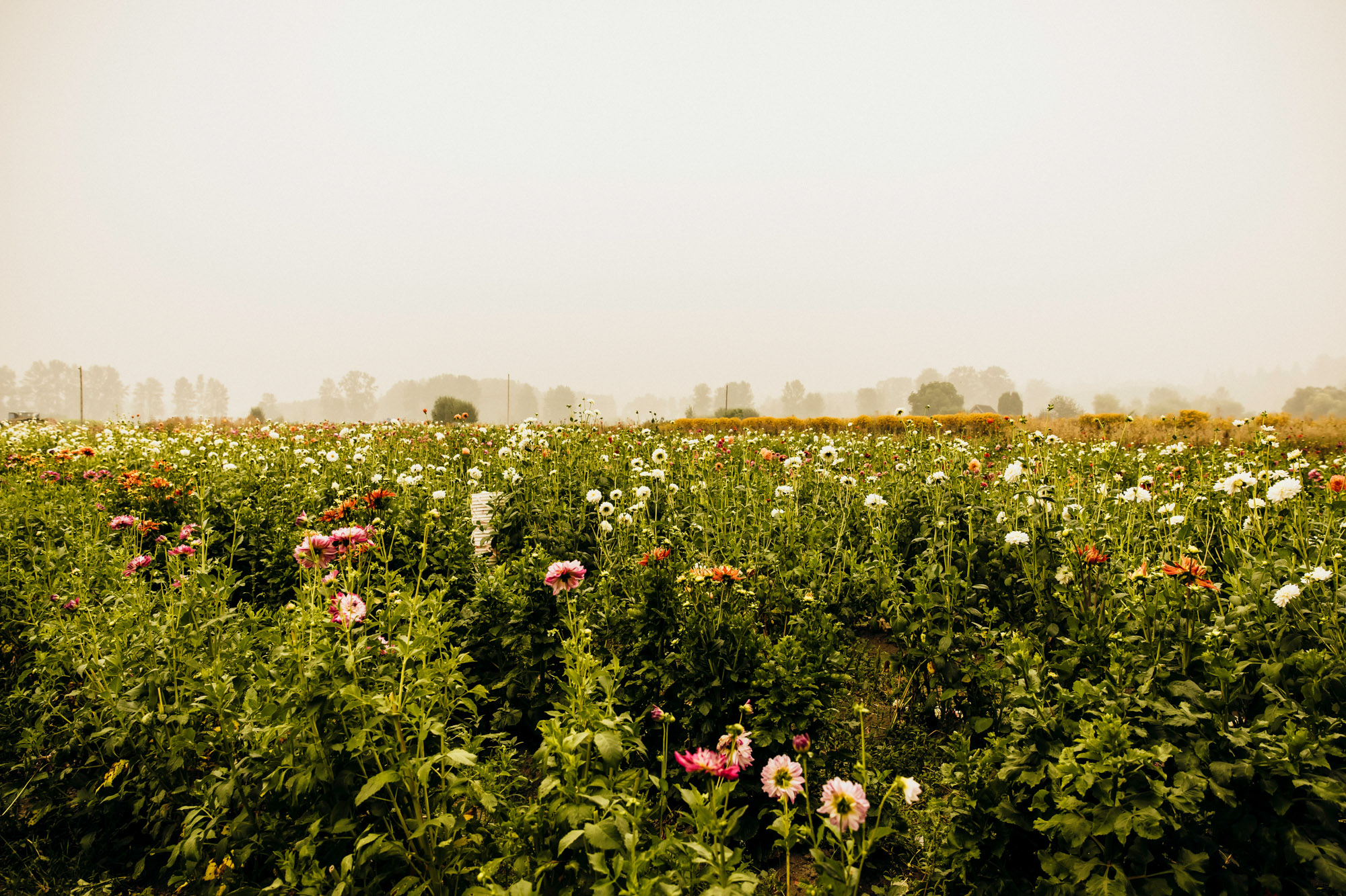 Woodland Meadow Farm Snohomish Wedding by James Thomas Long Photography