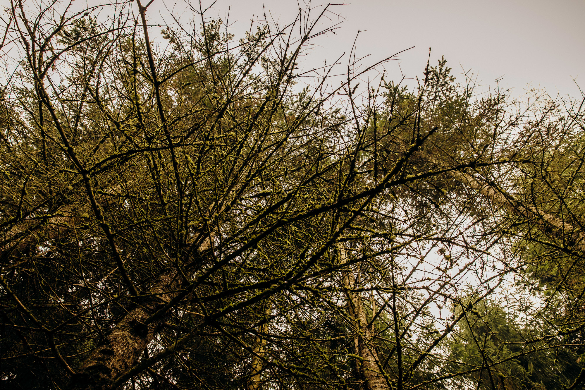 Woodland Meadow Farm Snohomish Wedding by James Thomas Long Photography