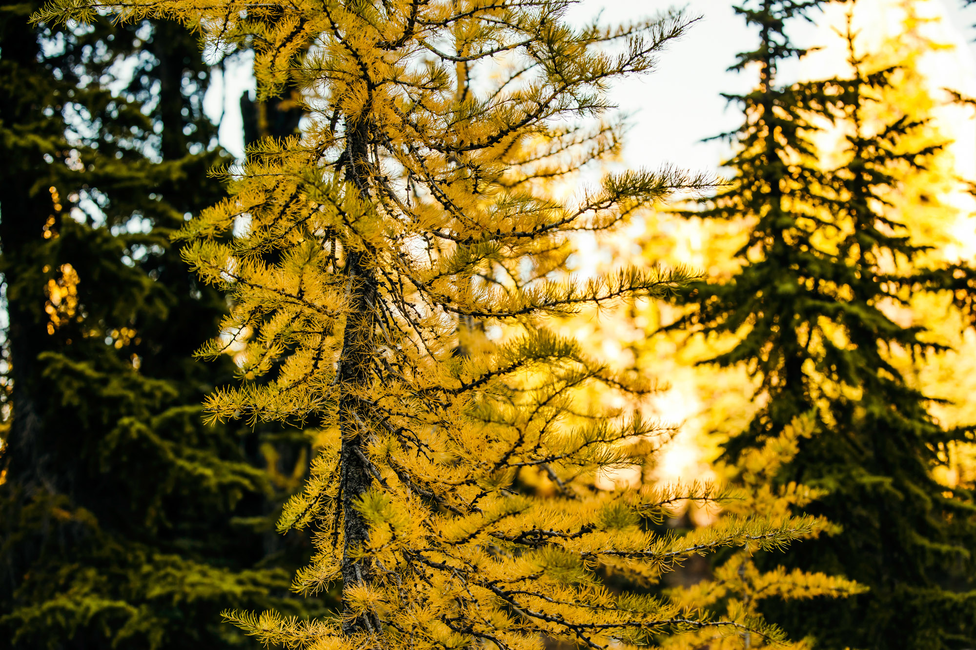 North Cascade Adventure engagement session by Seattle Wedding Photographer James Thomas Long Photography