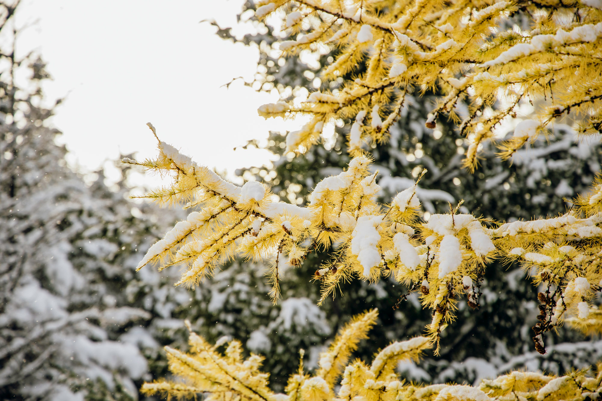 Adventure engagement session in the snow by Seattle wedding photographer James Thomas Long Photography