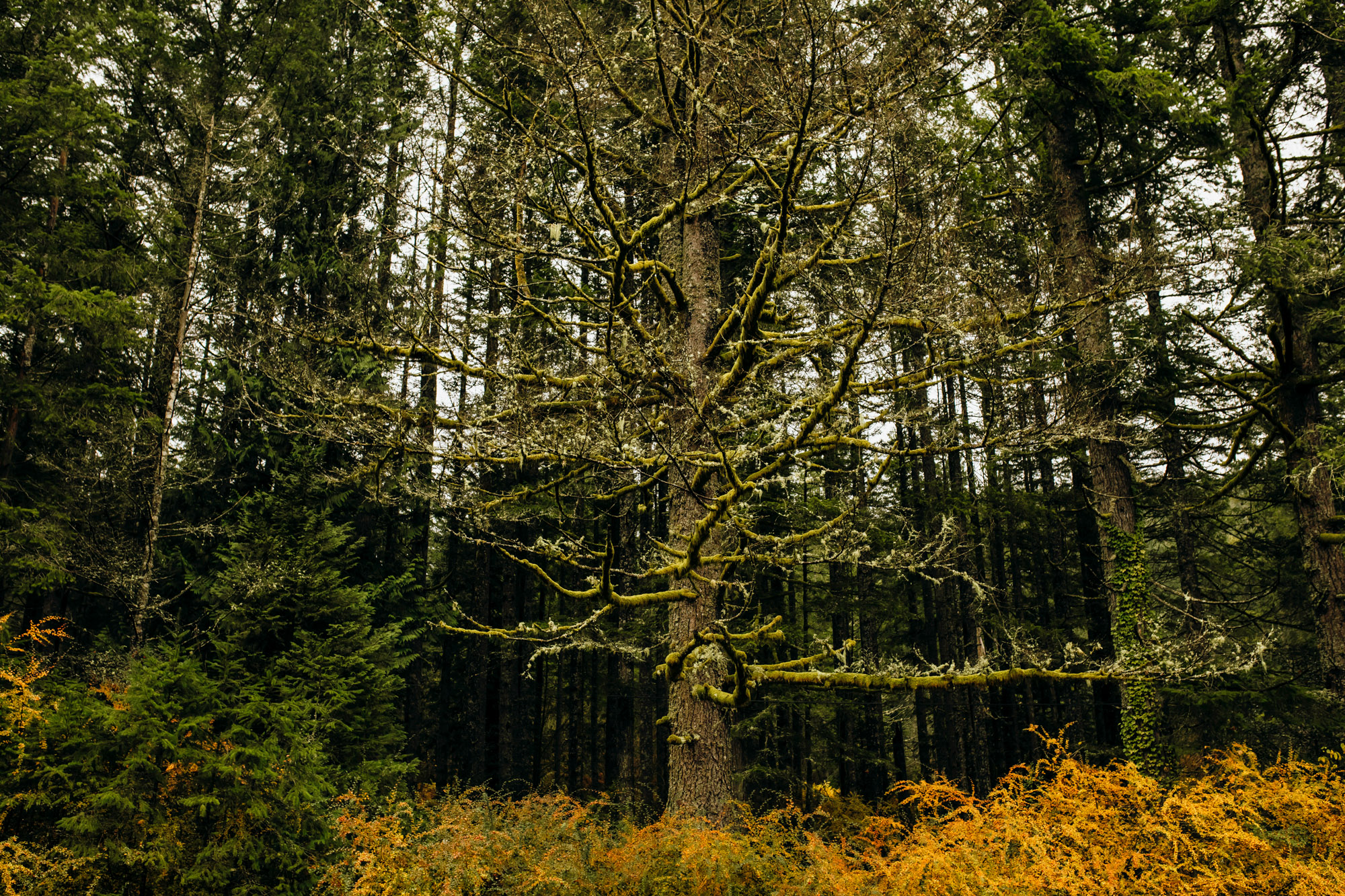 Snoqualmie and North Bend engagement session by Seattle wedding photographer James Thomas Long Photography