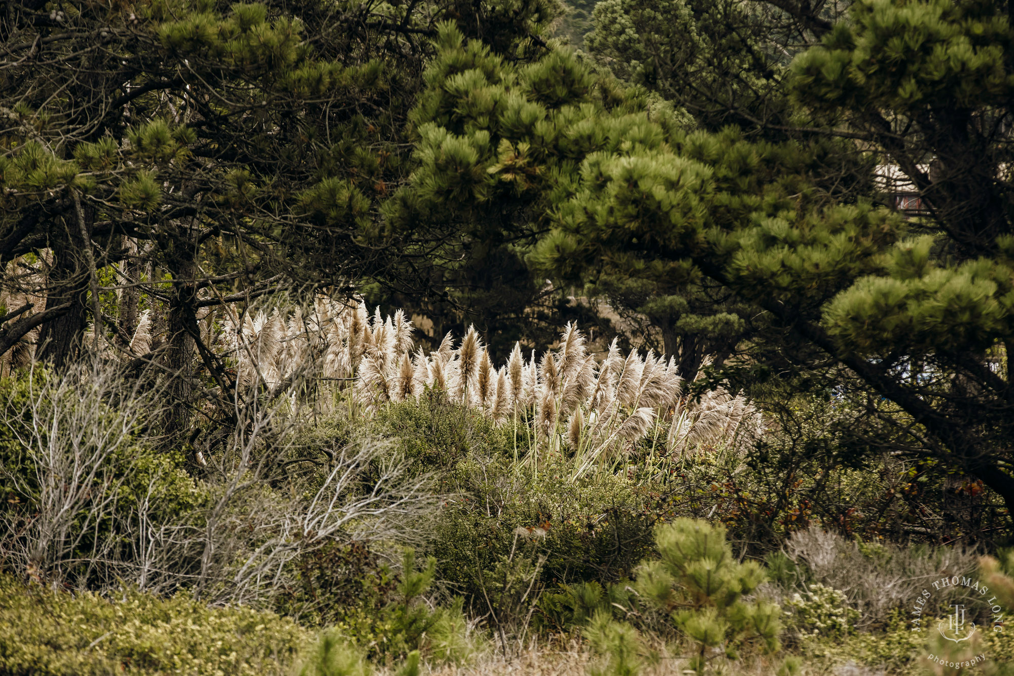 Destination wedding in Mendocino by Seattle wedding photographer James Thomas Long Photography