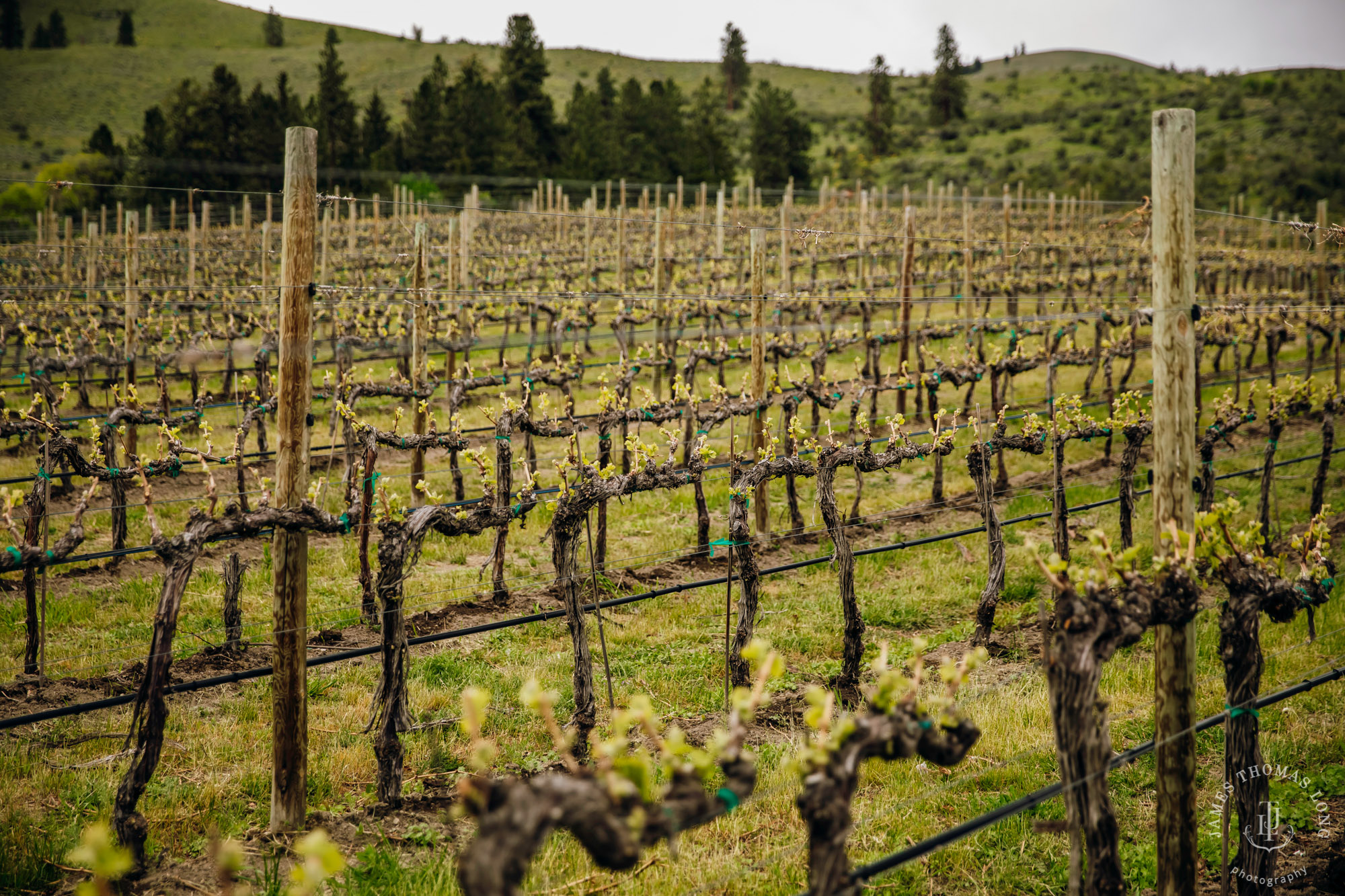 Tsillan Cellars Lake Chelan wedding by Seattle wedding photographer James Thomas Long Photography