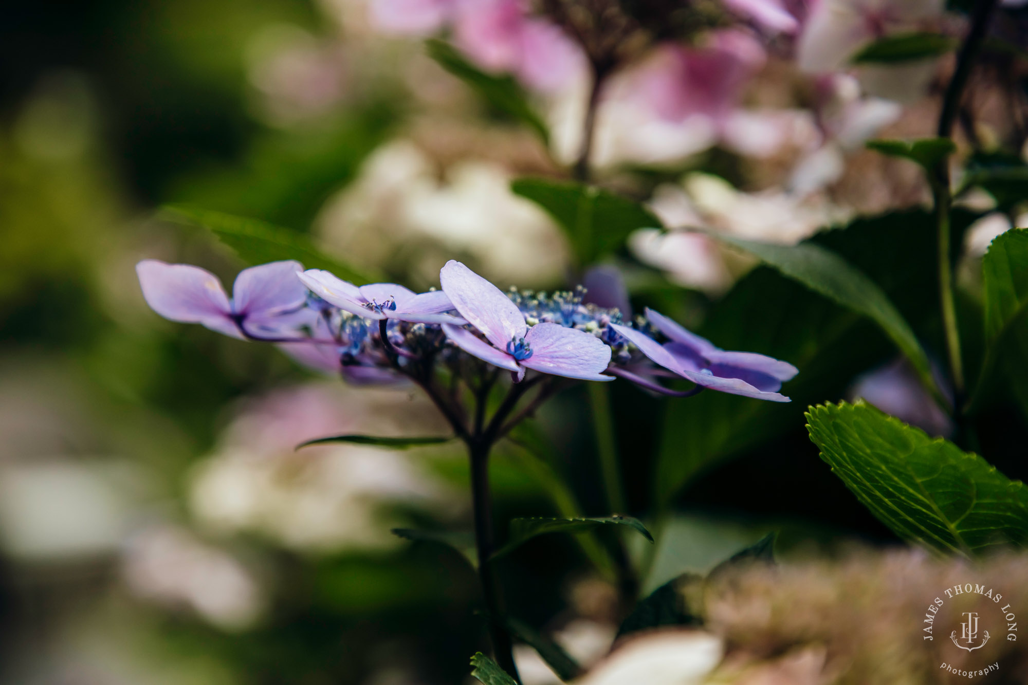 Seattle Hindu wedding by Seattle wedding photographer James Thomas Long Photography