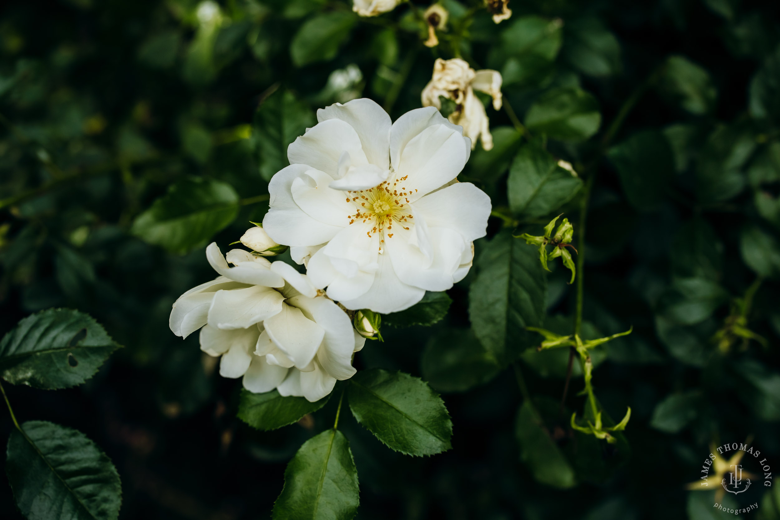 Robinswood House Bellevue Hindu wedding by Bellevue wedding photographer James Thomas Long Photography
