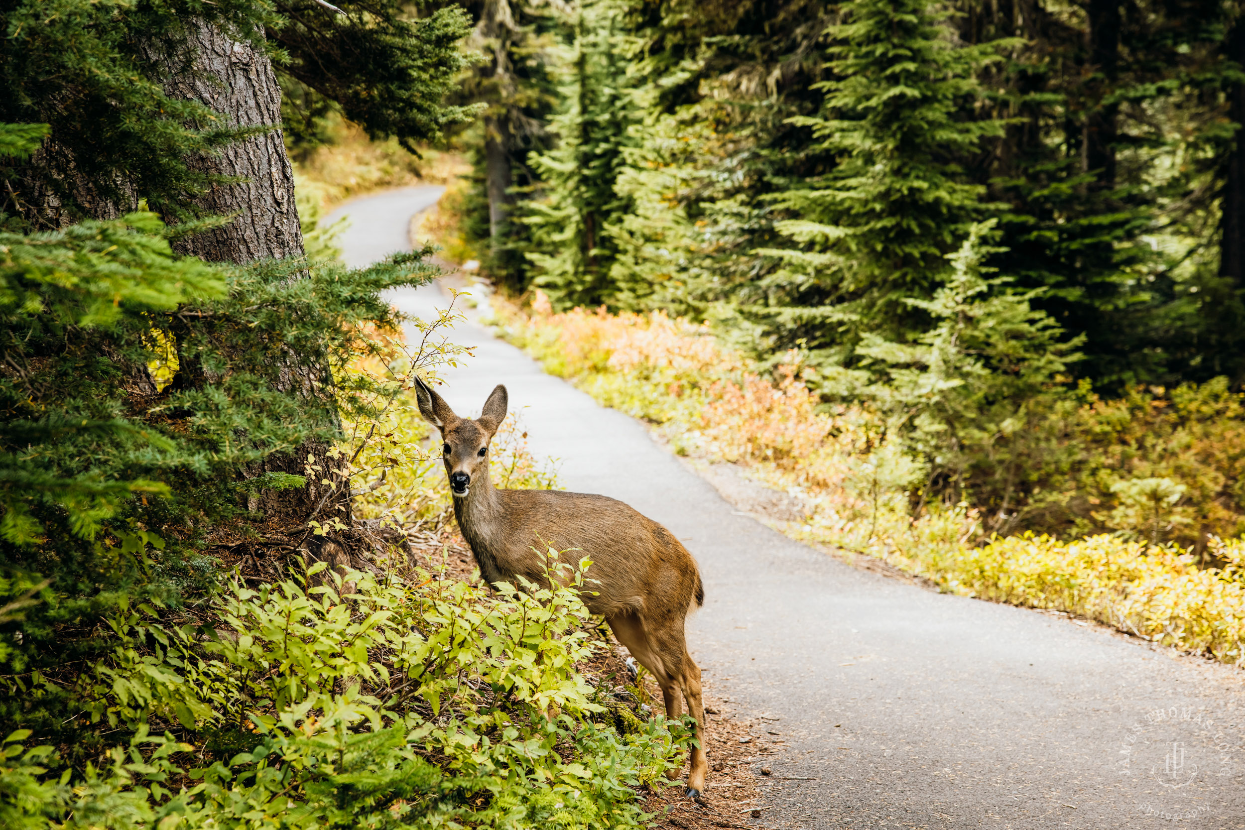 Mount Rainier elopement by Seattle adventure wedding photographer James Thomas Long Photography